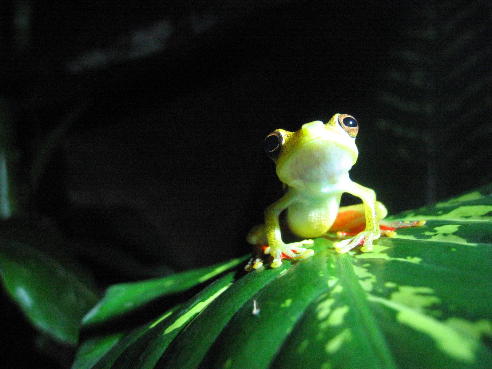 Монтеверде, Пунтаренас провинция, Коста-Рика, фото № 40762 – фотографии Коста-Рики