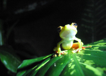 Монтеверде, Пунтаренас провинция, Коста-Рика, фото № 40762 – фотографии Коста-Рики