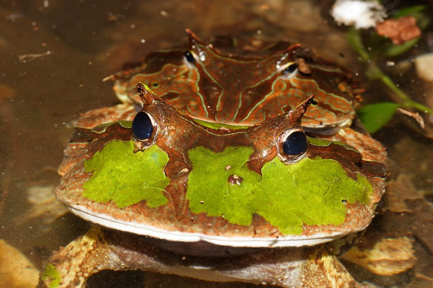 Французская Гвиана, фото № 2096 – фотографии Французской Гвианы