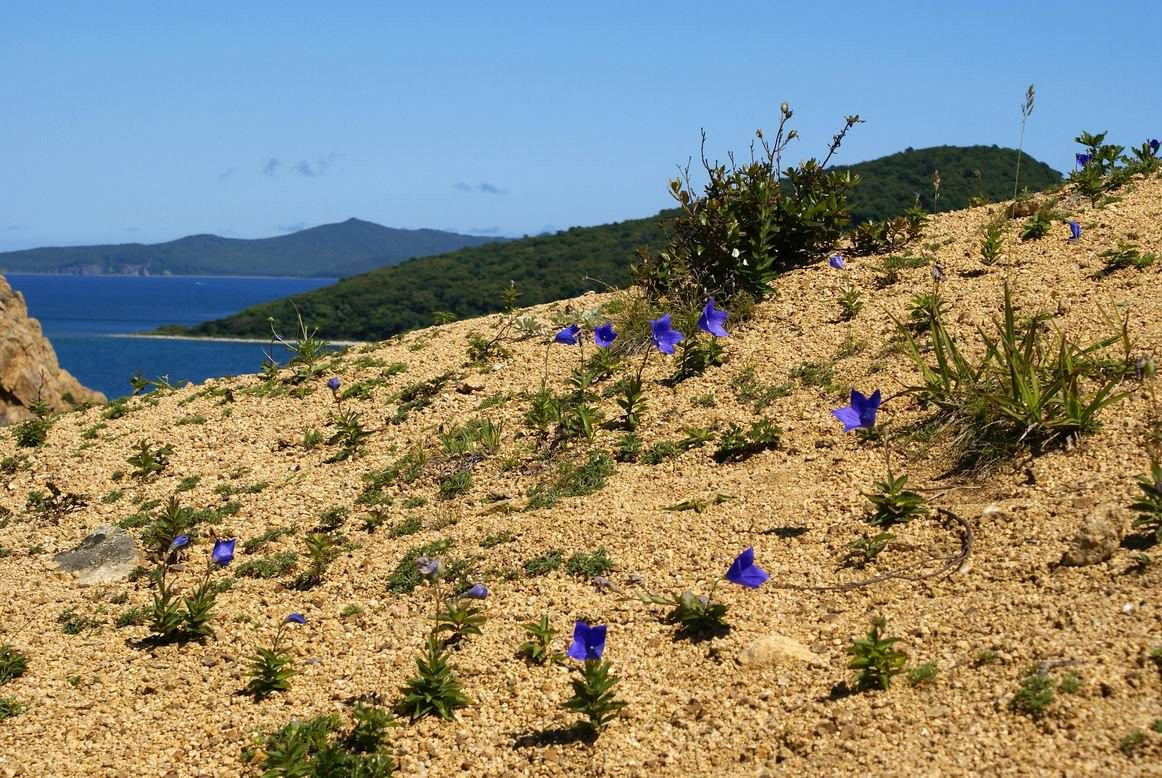 Цветы в Лазовском заповеднике, Россия – фотографии России