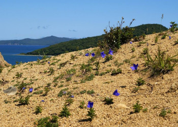 Цветы в Лазовском заповеднике, Россия – фотографии России