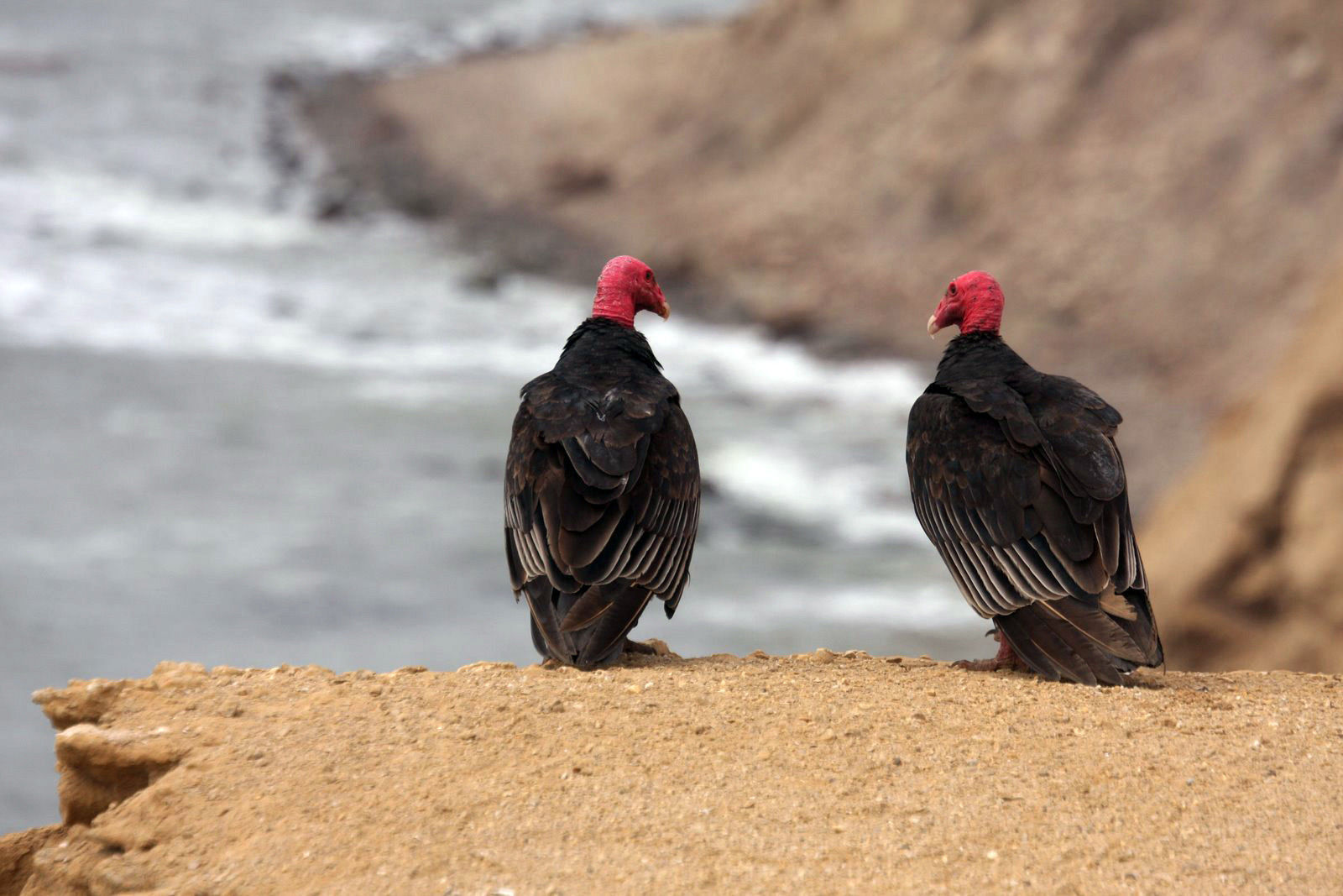 Птицы в заповеднике Паракас – фотографии Перу