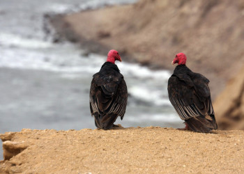 Птицы в заповеднике Паракас – фотографии Перу