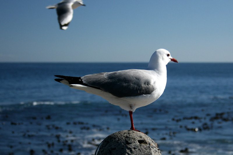 ЮАР, фото № 1605 – фотографии ЮАР
