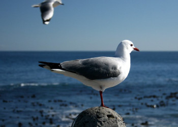 ЮАР, фото № 1605 – фотографии ЮАР