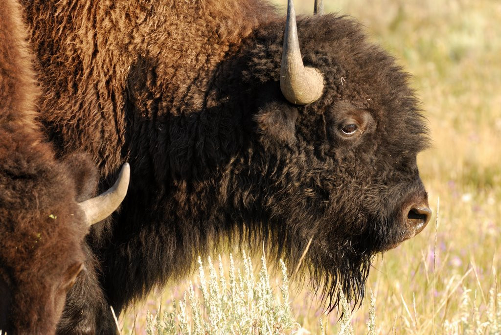 Национальный парк Йеллоустон (Yellowstone National Park). Фото 5 – фотографии США