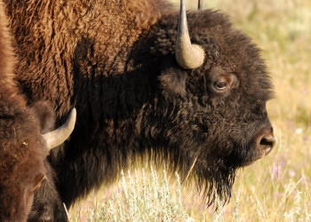 Национальный парк Йеллоустон (Yellowstone National Park). Фото 5 – фотографии США