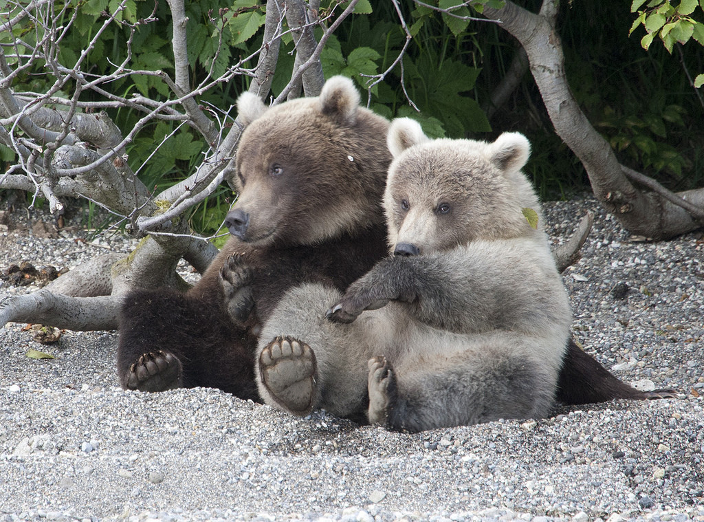 Медведи на Камчатке, Россия. Фото 3 – фотографии России