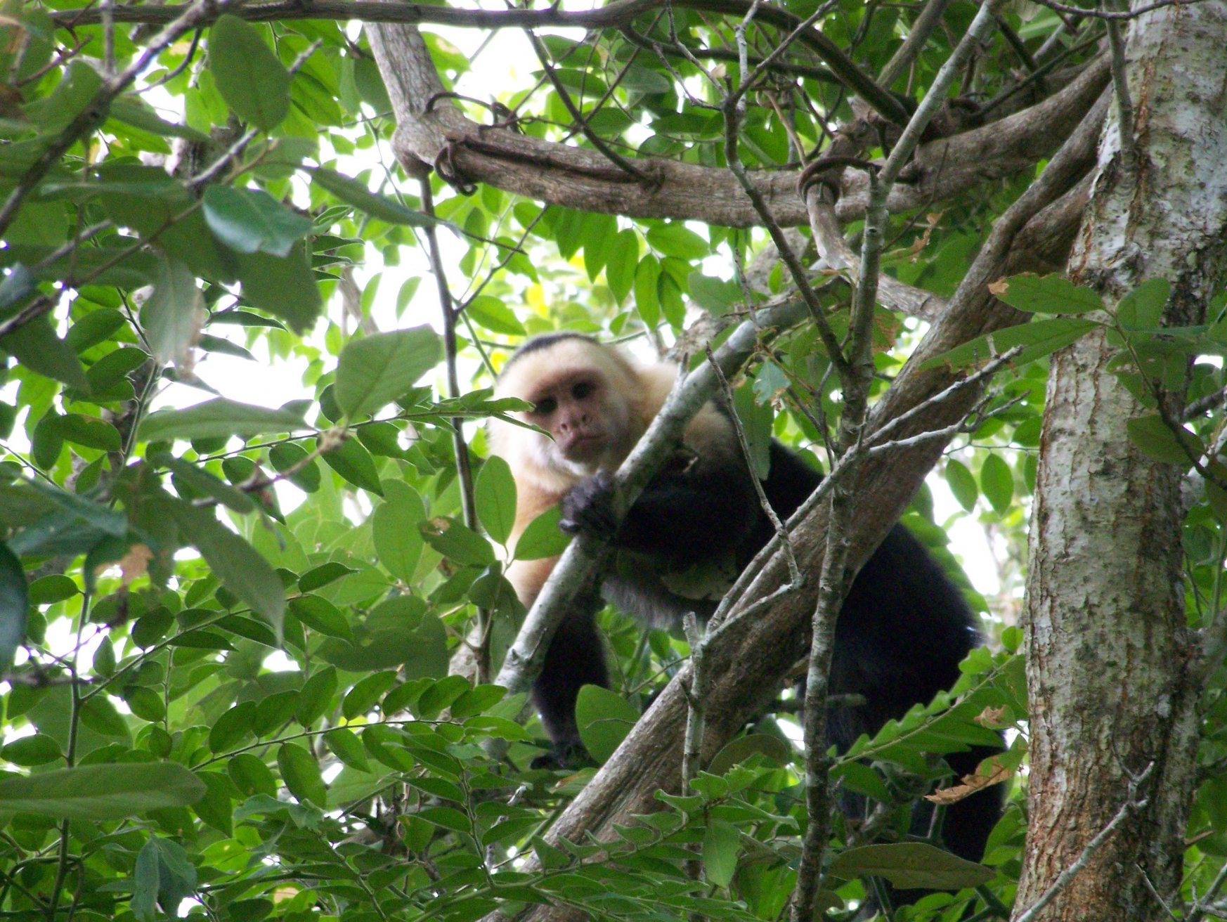 Санта Роза Национальный Парк, Гуанакасте провинция, Коста-Рика, фото № 39319 – фотографии Коста-Рики