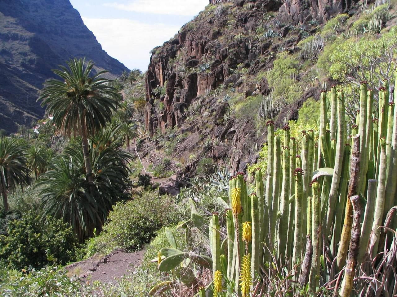 Ла-Гомера остров, Канарские острова, фото № 31665 – фотографии Канарских островов