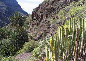 Ла-Гомера остров, Канарские острова, фото № 31665 – фотографии Канарских островов