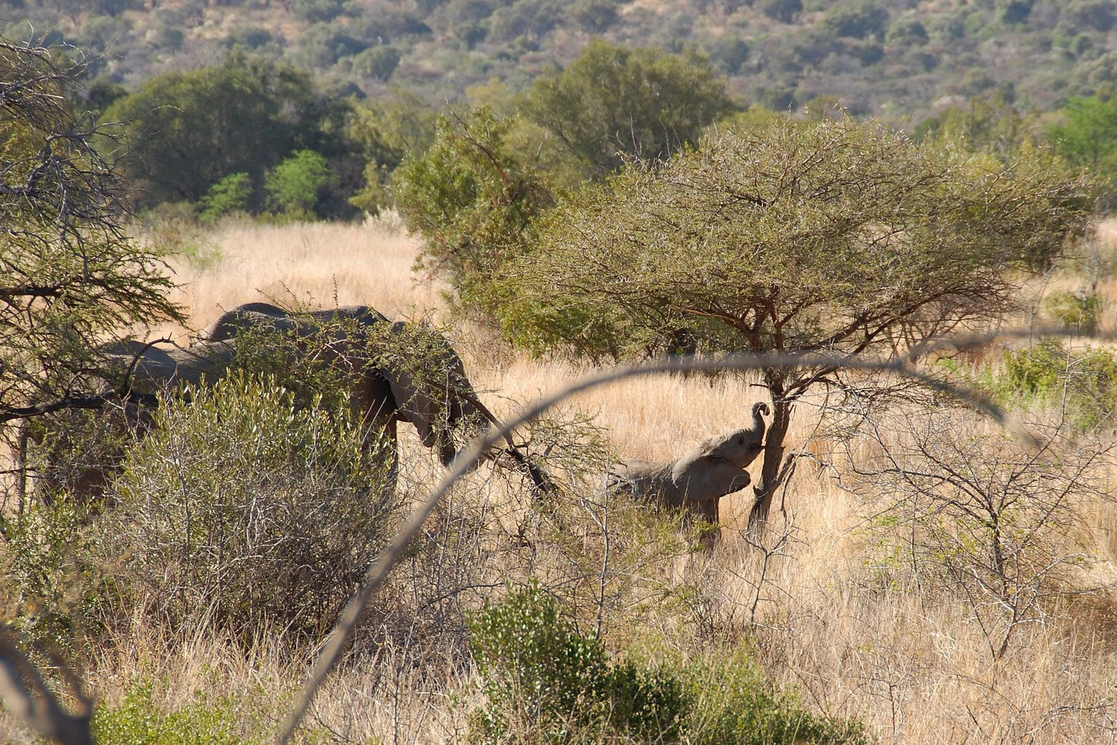 Pilanesberg_elephant – фотографии ЮАР