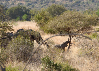 Pilanesberg_elephant – фотографии ЮАР