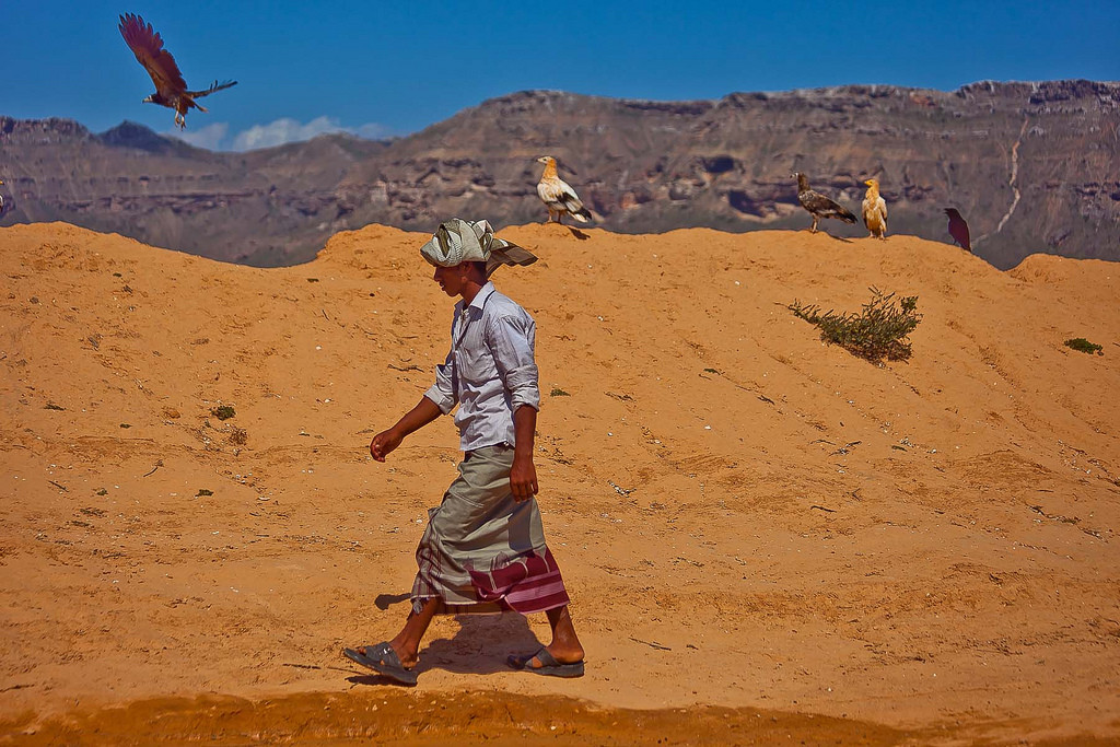 Сокотра (Socotra), Йемен. Фото 5 – фотографии Йемена