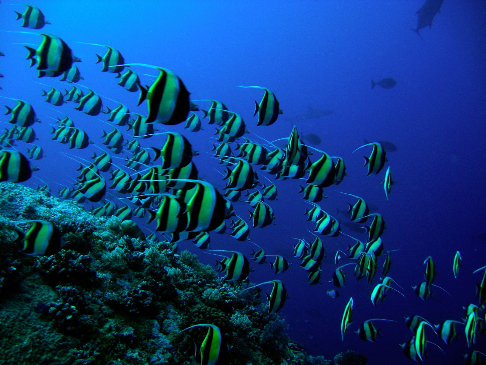 Богатый подводный мир Палау – фотографии Палау