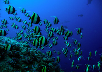 Богатый подводный мир Палау – фотографии Палау