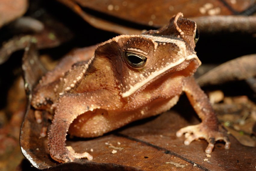 Французская Гвиана, фото № 2107 – фотографии Французской Гвианы