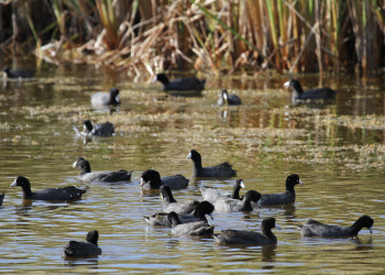 Уточки на острове Кайман-Брак (Cayman Brac Island) – фотографии Каймановых островов