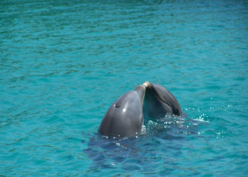 Сосуа, Доминикана, фото № 30683 – фотографии Доминиканы