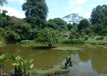 Озеро в Ботаническом саду в Перадении – фотографии Шри-Ланки