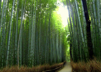 Бамбуковый лес Арасияма в Киото, Япония – фотографии Японии