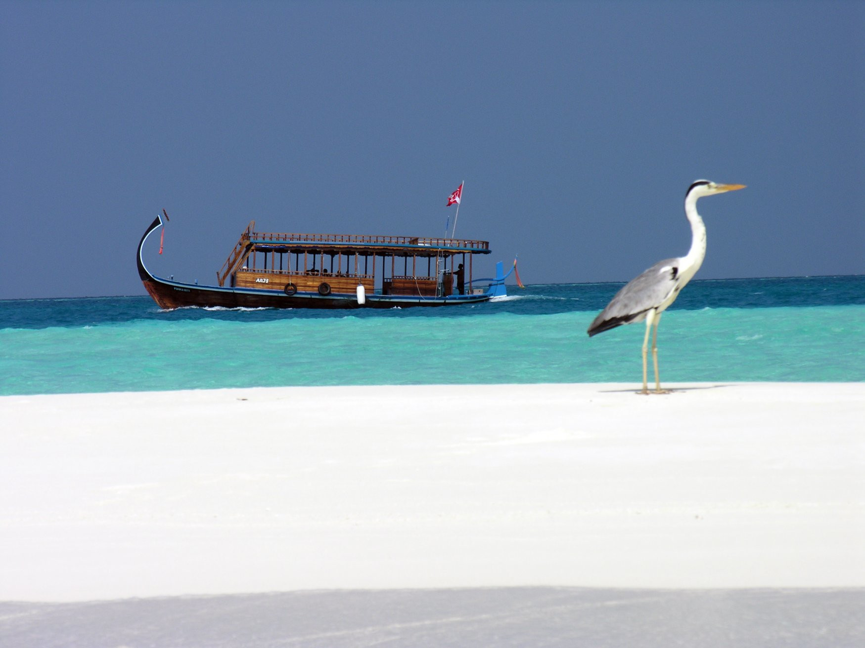 Птица в Южный Мале Атолл, Мальдивы – фотографии Мальдивских островов