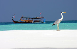Птица в Южный Мале Атолл, Мальдивы – фотографии Мальдивских островов