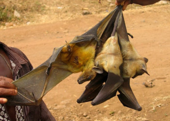 Камерун. Фото 1 – фотографии Камеруна