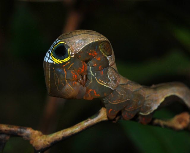 Личинка бабочки ленточницы подвида Phyllodes imperialis. Фото 8 – фотографии Австралии
