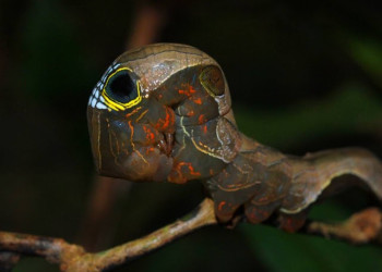 Личинка бабочки ленточницы подвида Phyllodes imperialis. Фото 8 – фотографии Австралии