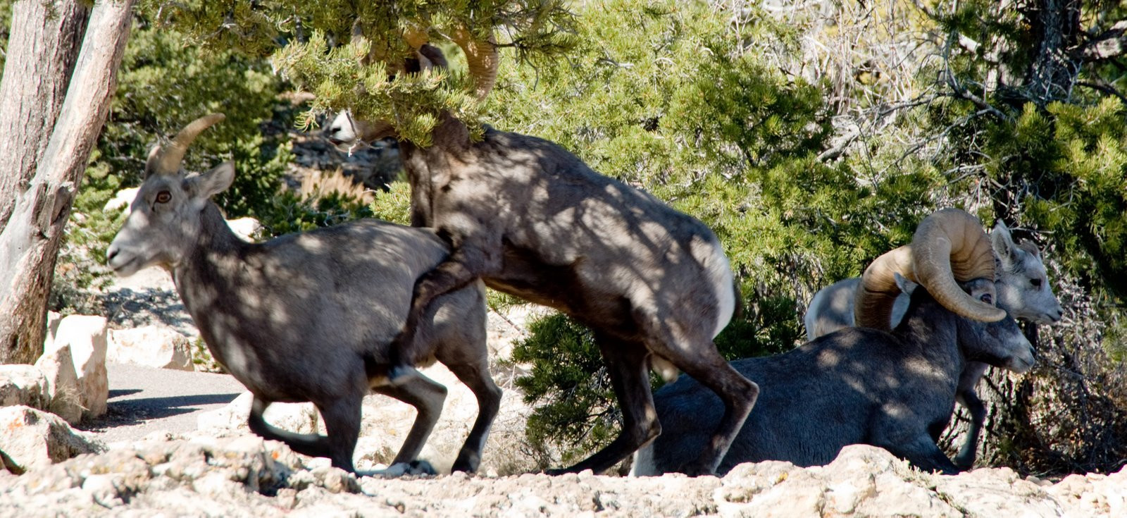 Гранд-Каньон Национальный парк, Аризона штат, США, фото № 67803 – фотографии США