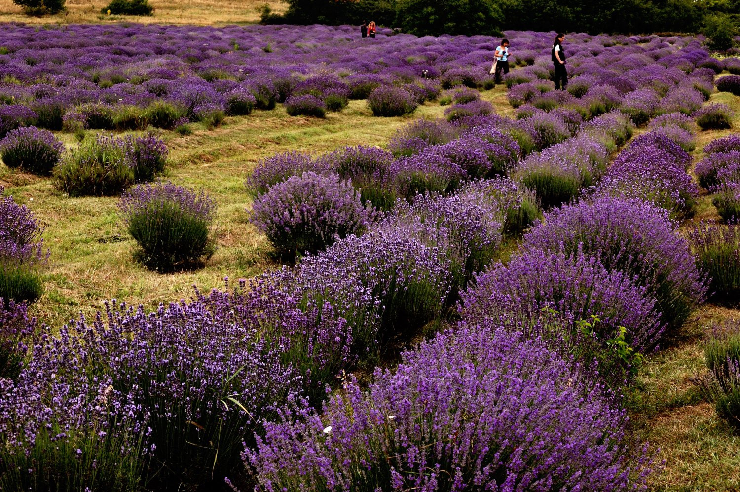 Тихань, Балатон озеро, Венгрия, фото № 69909 – фотографии Венгрии