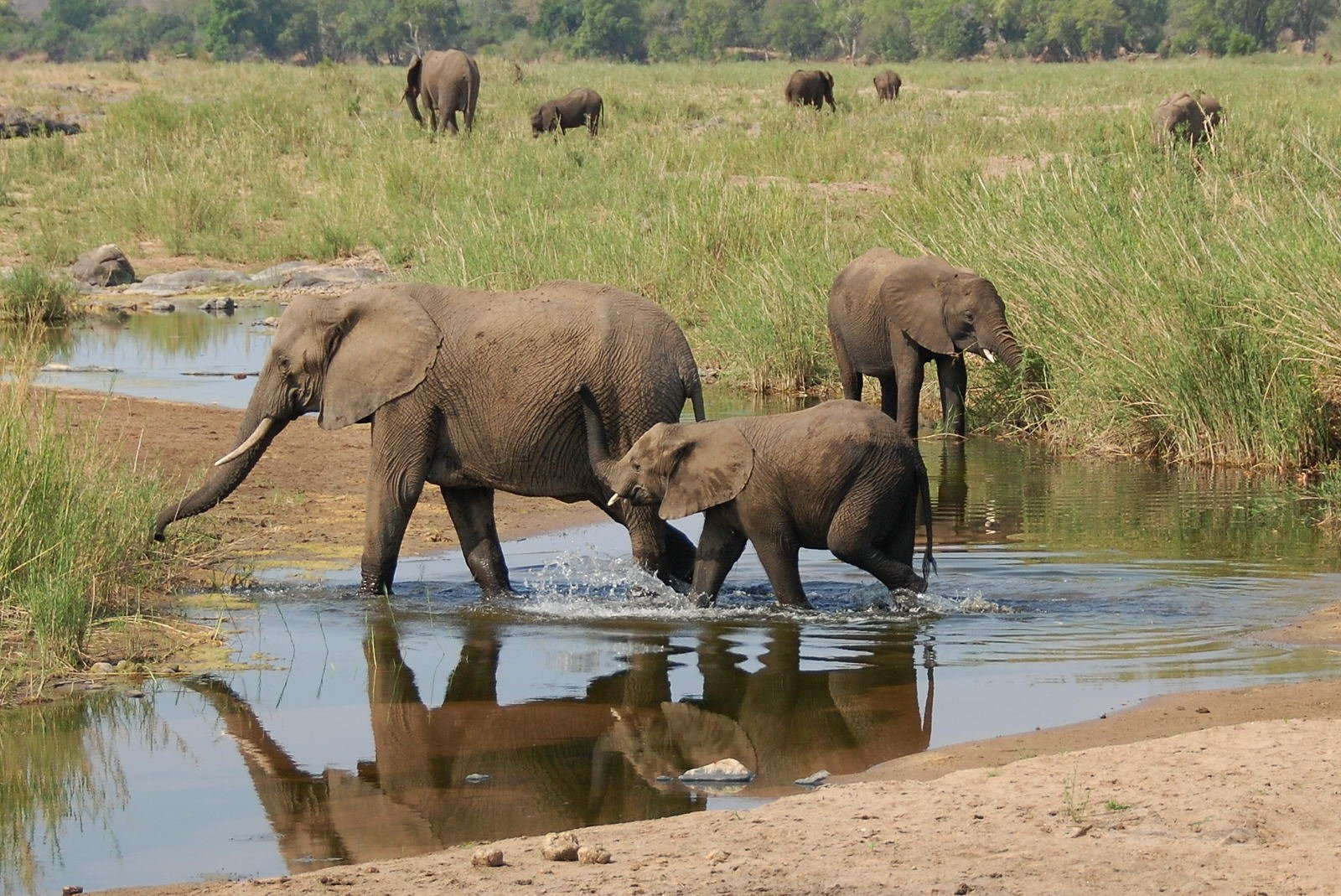 Kruger_elephant – фотографии ЮАР