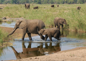 Kruger_elephant – фотографии ЮАР