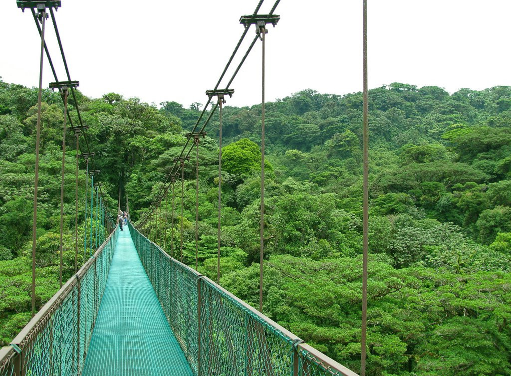 Монтеверде, Пунтаренас провинция, Коста-Рика, фото № 40736 – фотографии Коста-Рики