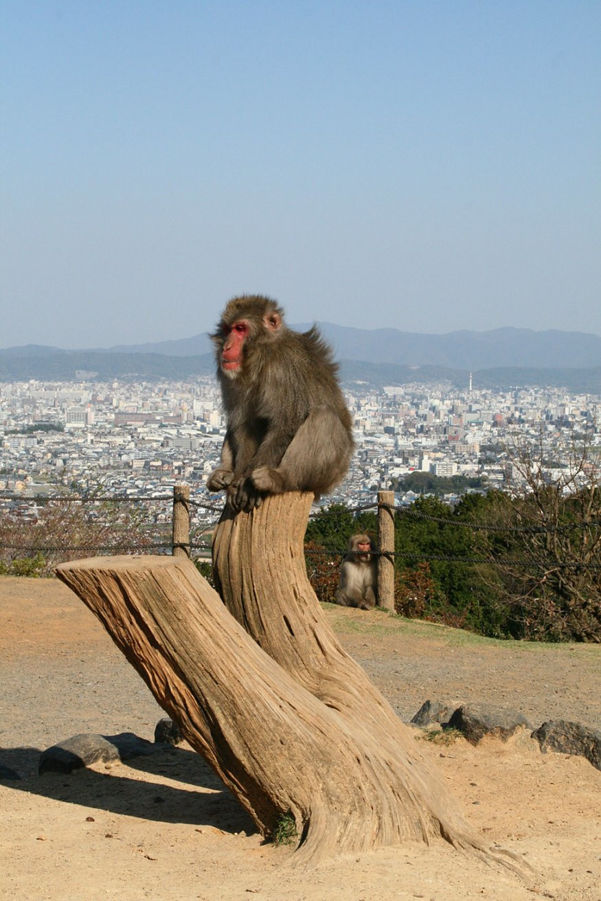 Kyoto, Arashiyama - the monkey park – фотографии Японии