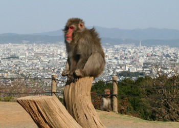 Kyoto, Arashiyama - the monkey park – фотографии Японии