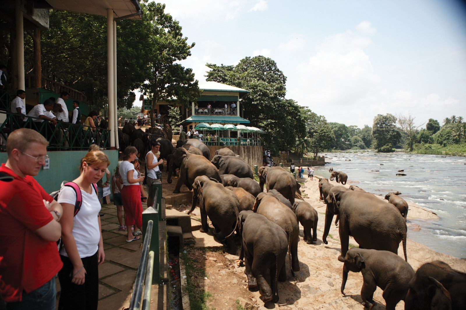Слоновий питомник Пиннавела на Шри-Ланке. Фото 3 – фотографии Шри-Ланки