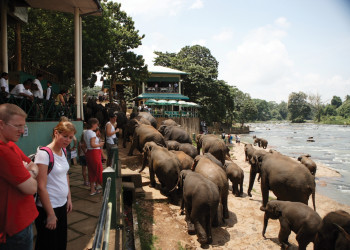 Слоновий питомник Пиннавела на Шри-Ланке. Фото 3 – фотографии Шри-Ланки