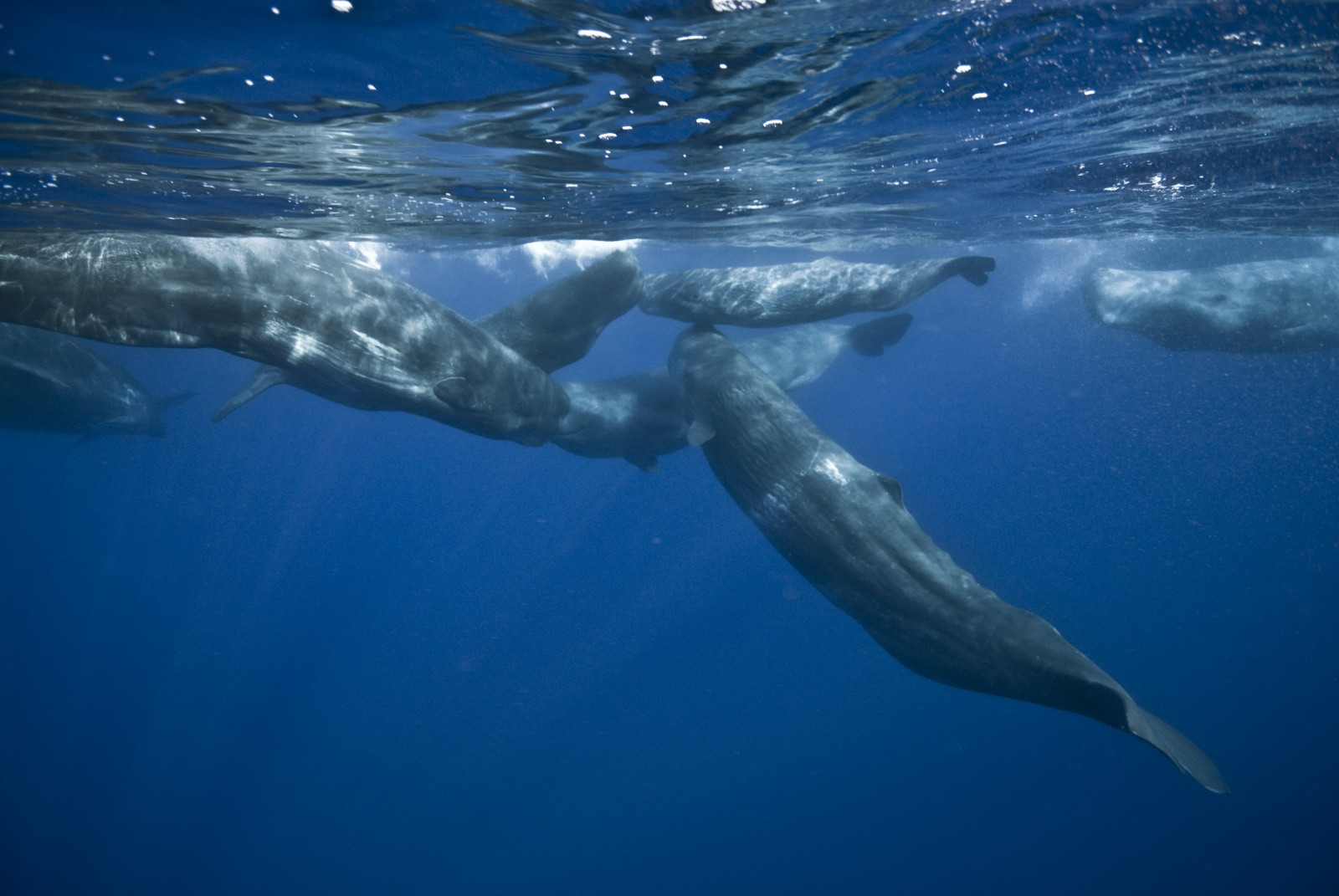 Киты в водах Атлантики (Азоры) – фотографии Португалии