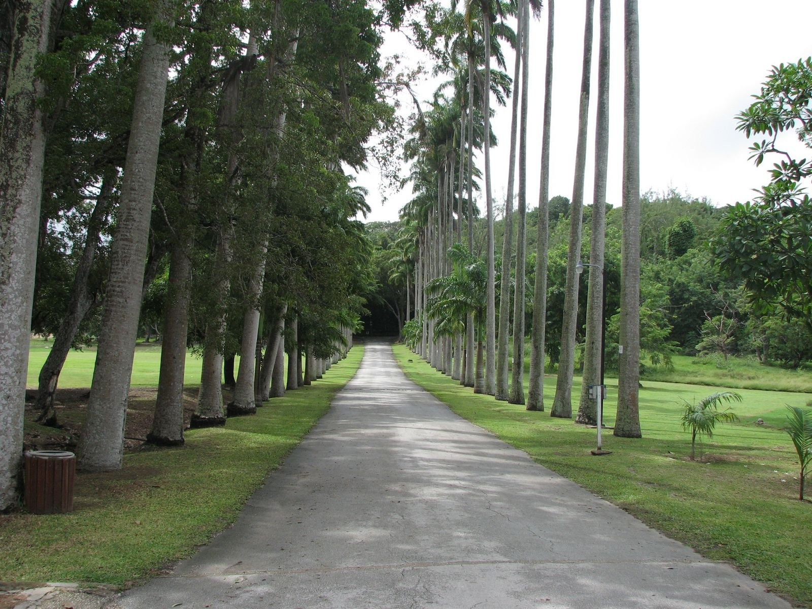 Аллея в Барбадосе – фотографии Барбадоса