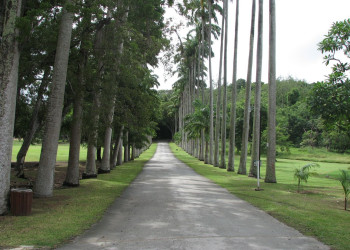 Аллея в Барбадосе – фотографии Барбадоса