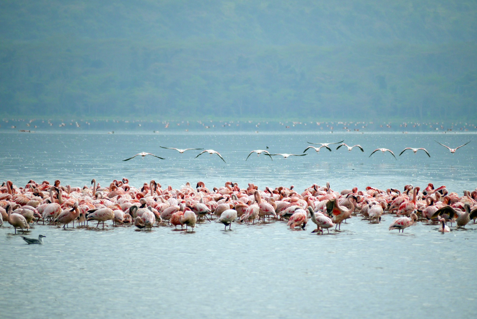 Накуру Озеро Национальный Парк, Кения, фото № 78554 – фотографии Кении