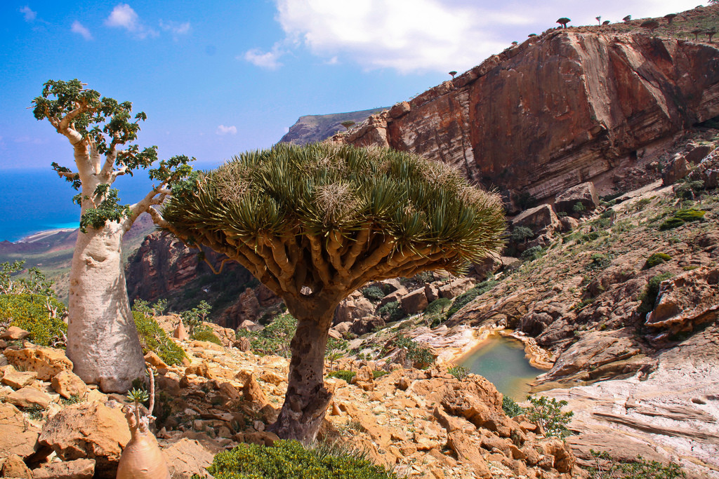 Остров Сокотра (Socotra), Йемен. Фото 3 – фотографии Йемена
