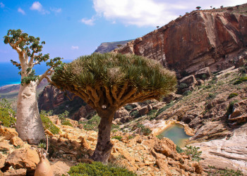 Остров Сокотра (Socotra), Йемен. Фото 3 – фотографии Йемена