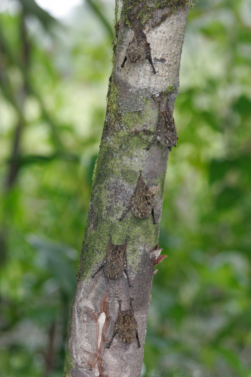 Французская Гвиана, фото № 2100 – фотографии Французской Гвианы
