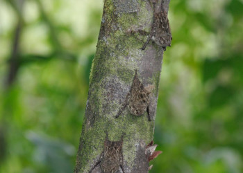 Французская Гвиана, фото № 2100 – фотографии Французской Гвианы