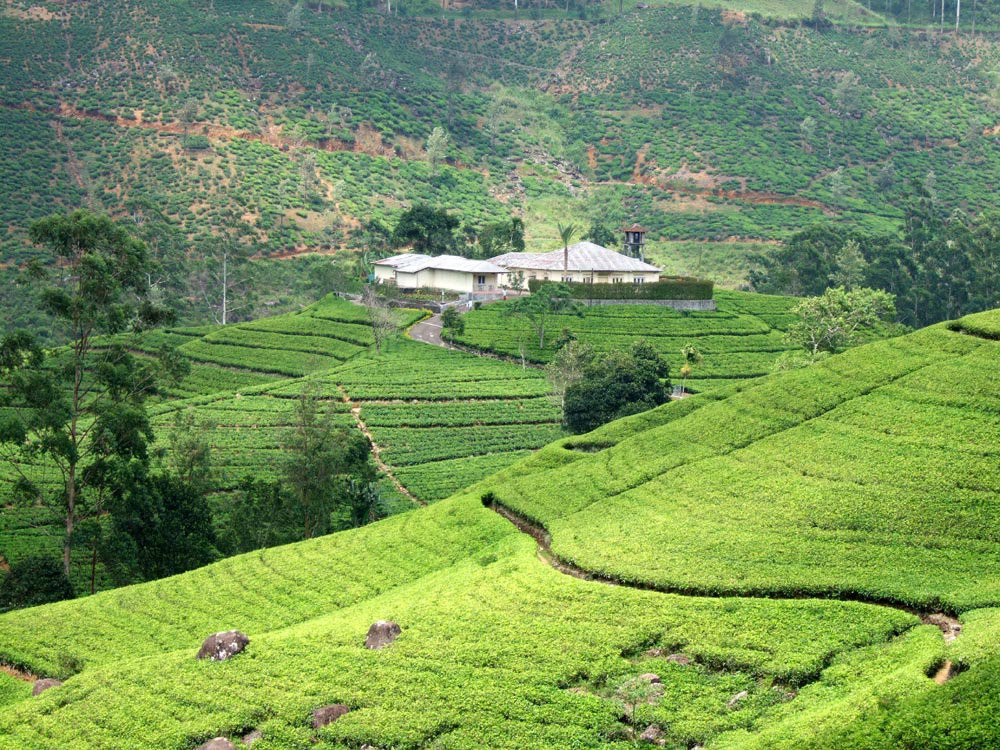 Нувара Элия, Шри-Ланка, фото № 52043 – фотографии Шри-Ланки