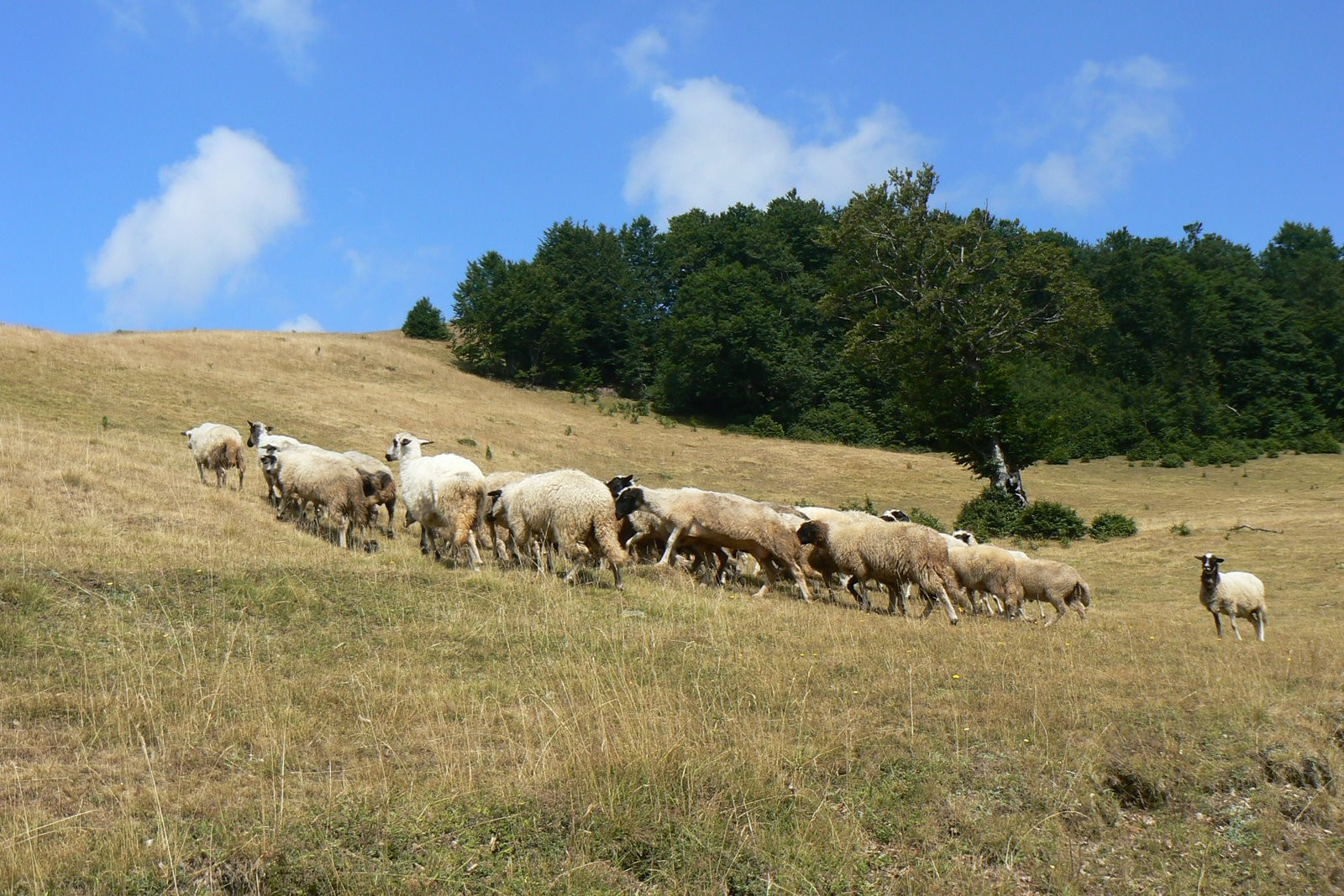 Овцы в поле Национального парка, Черногория. Фото 2 – фотографии Черногории