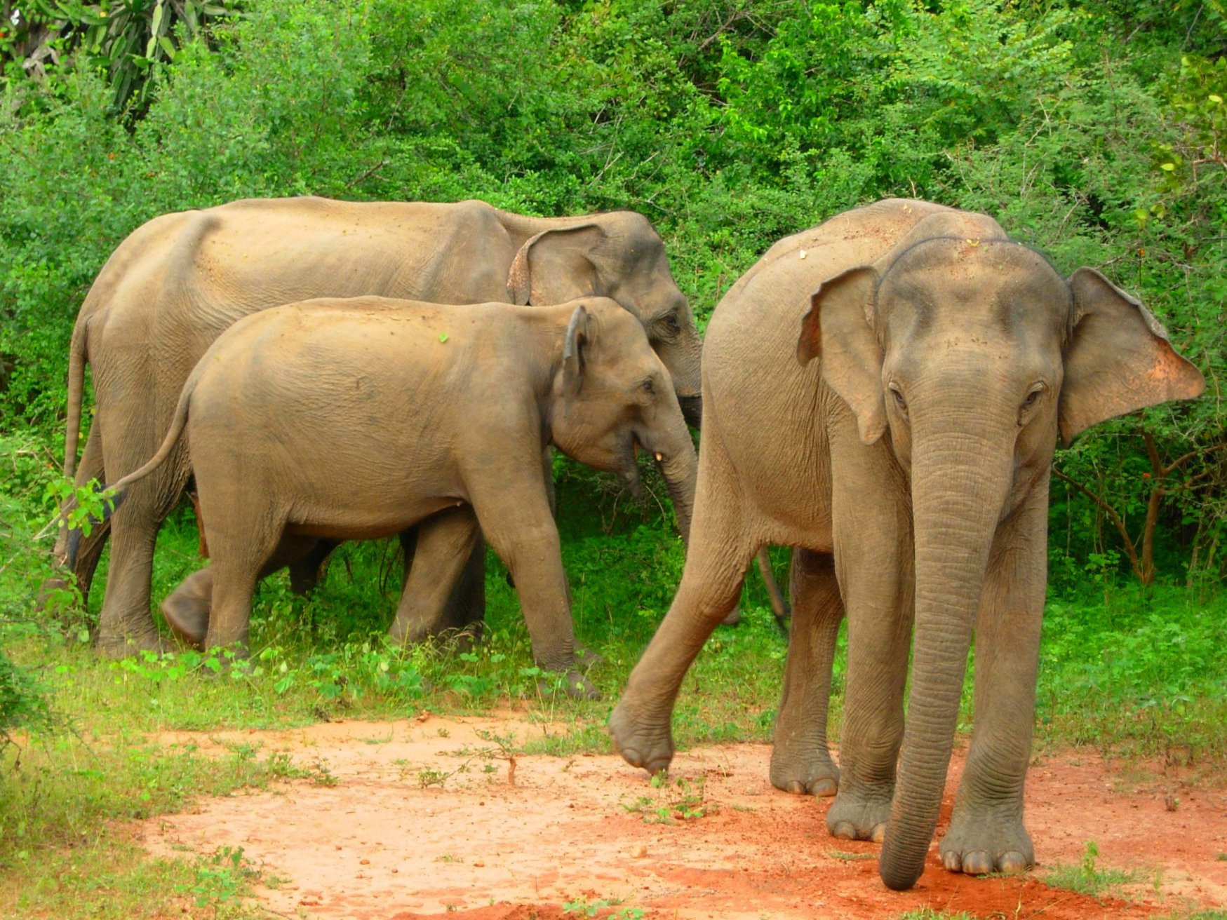 Яла Национальный Парк, Шри-Ланка, фото № 52687 – фотографии Шри-Ланки